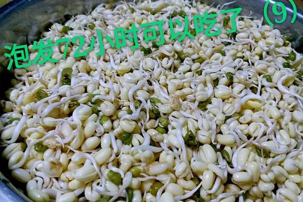 绿豆芽（自己泡发最健康）的做法图解12