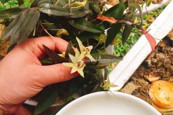 铁皮石斛花枸杞茶的做法图解1