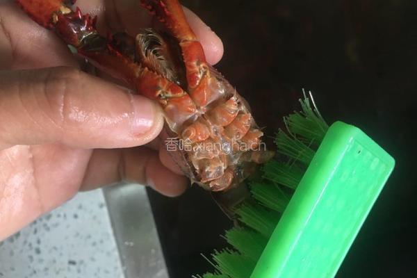 麻辣小龙虾的做法图解3