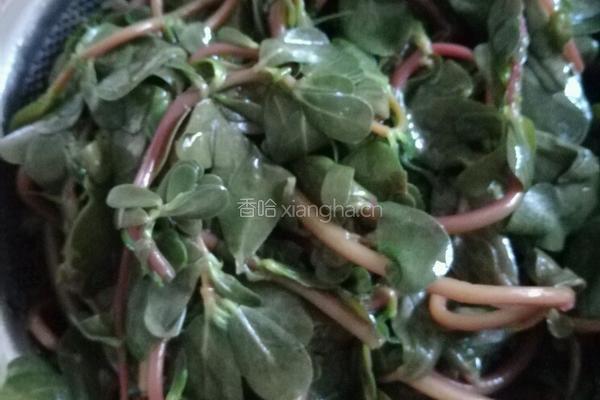 马齿菜盒子的做法图解1