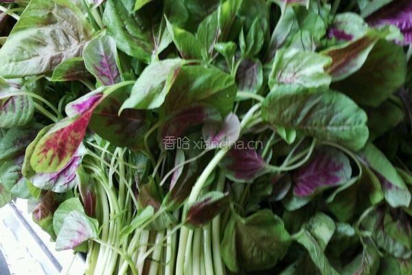 蒜泥炒红苋菜的做法图解1