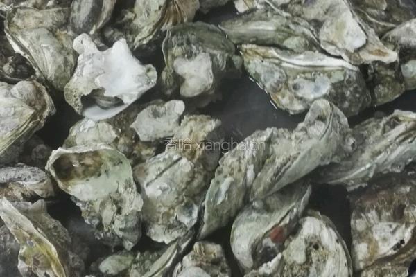 鲍汁焗生蚝的做法图解3