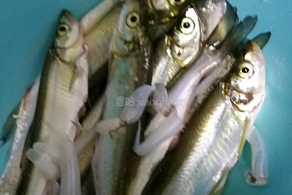 溪鱼炖豆腐的做法图解1