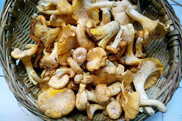 素炒黄丝菌的做法图解1