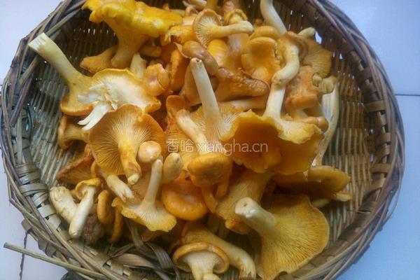 素炒黄丝菌的做法图解2