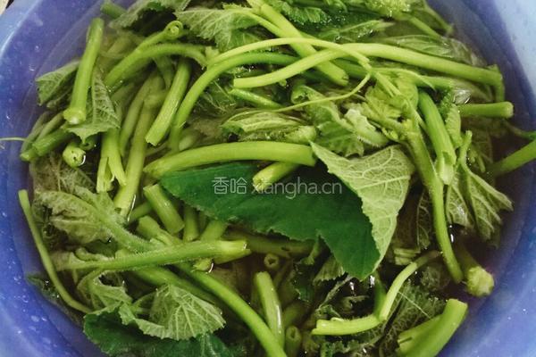 油渣南瓜苗的做法图解1