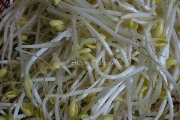 豆角焖面的做法图解4