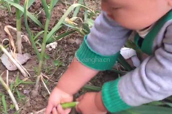 糖醋蒜的做法图解1