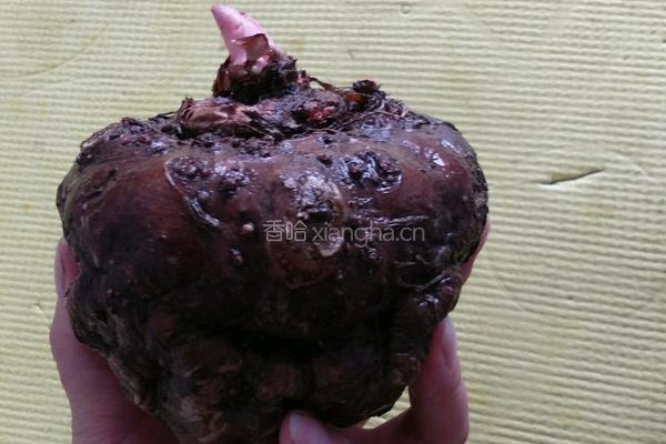 自制魔芋豆腐的做法图解1