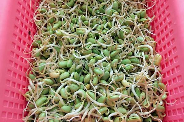 炝炒自发黑豆芽的做法图解1