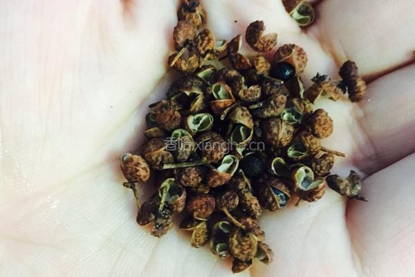 爆炒鸡肉粉丝的做法图解4