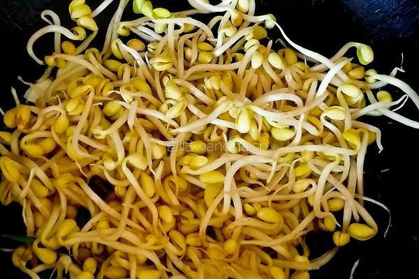炒豆芽的做法图解5
