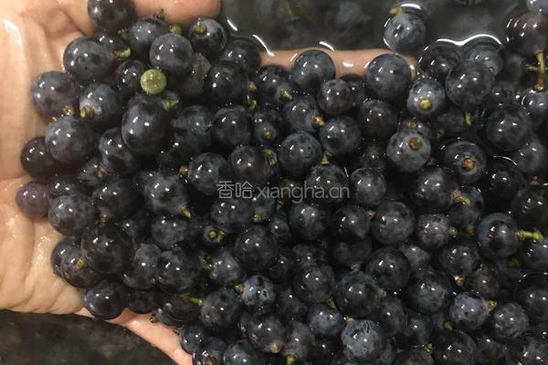 山葡萄酒的做法图解2