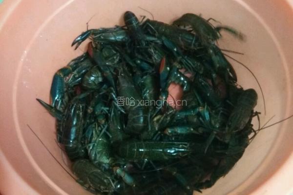 麻辣龙虾的做法图解2
