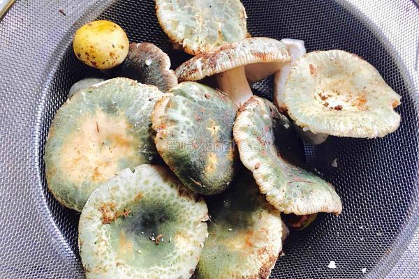 芹菜炒青头菌的做法图解1