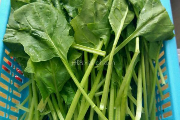 素炒菠菜的做法图解1