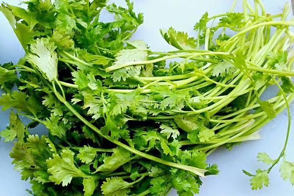 懒洋洋香菜饼的做法图解1