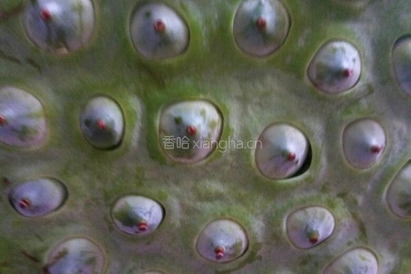 莲芯苦茶的做法图解1