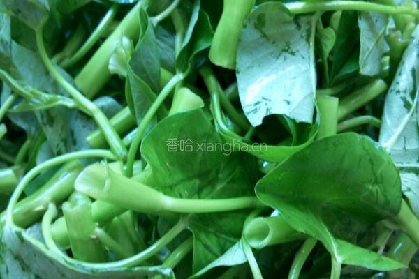 炝炒空心菜的做法图解2
