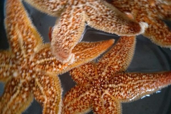 海星瘦肉煲海底椰的做法图解1