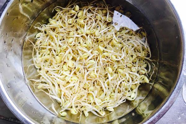 炝拌黄豆芽的做法图解1