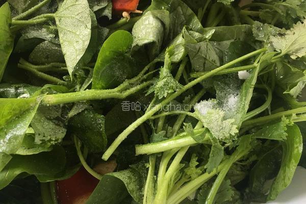 清炒红薯叶的做法图解5