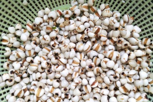 薏仁去湿茶水的做法图解4