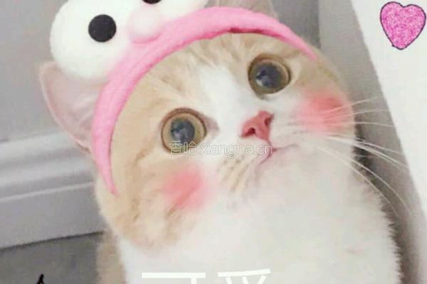 土豆咖喱鸡块方便面的做法图解5