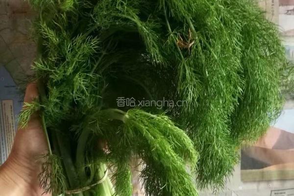 茴香饺子的做法图解1