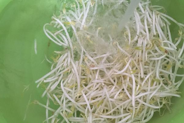 韭菜炒绿豆芽的做法图解2