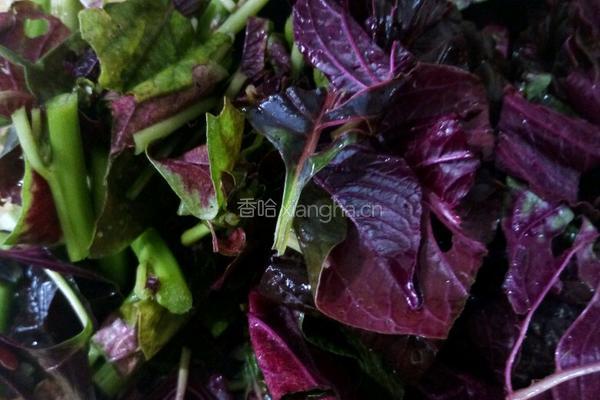 红萰菜肉片汤的做法图解2