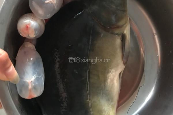 麻辣活鱼火锅的做法图解1