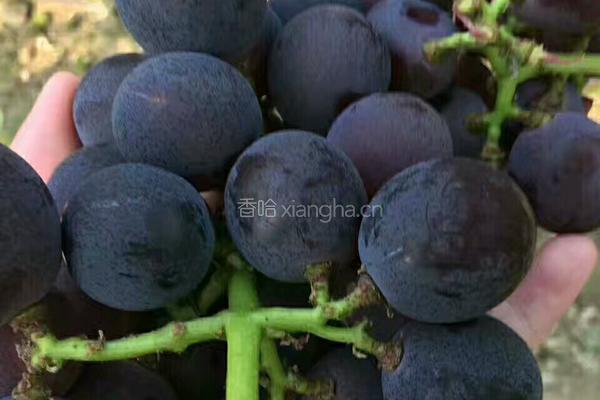 自制葡萄果酱的做法图解1