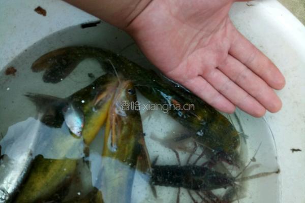 黄骨鱼豆腐汤的做法图解3