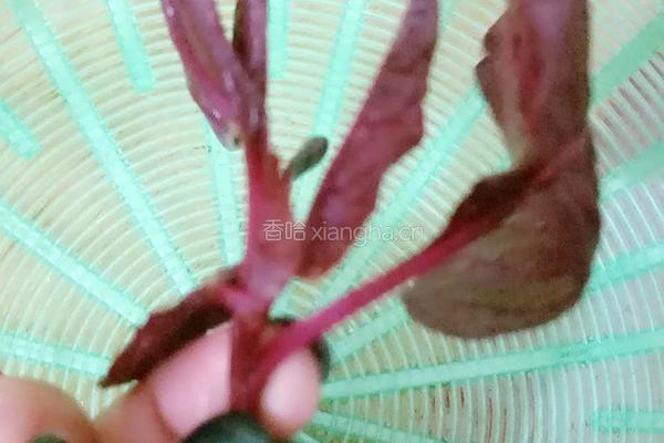 蒜蓉寒菜的做法图解3
