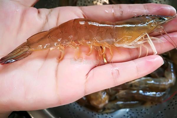 开背吮指茄汁大虾的做法图解2