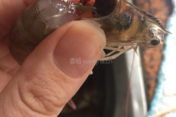 茄汁大虾的做法图解1