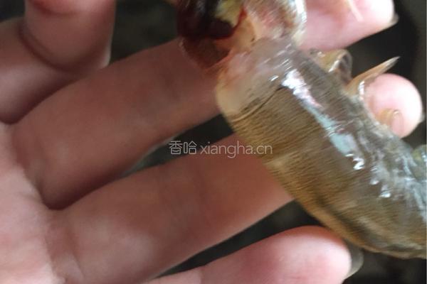 茄汁大虾的做法图解2