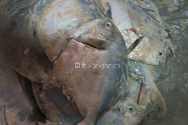 油煎昌鱼的做法图解2