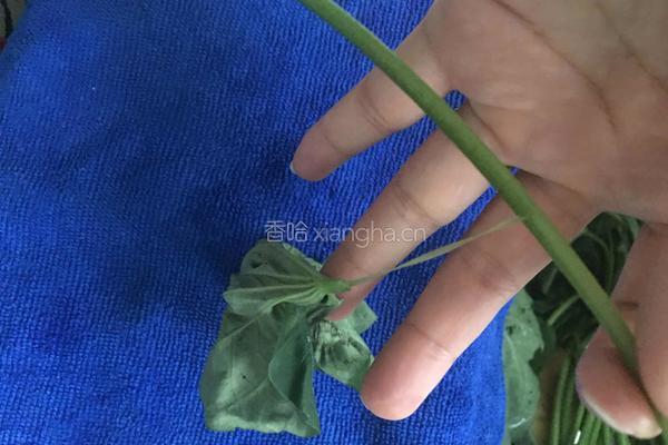 清炒红薯茎叶的做法图解2