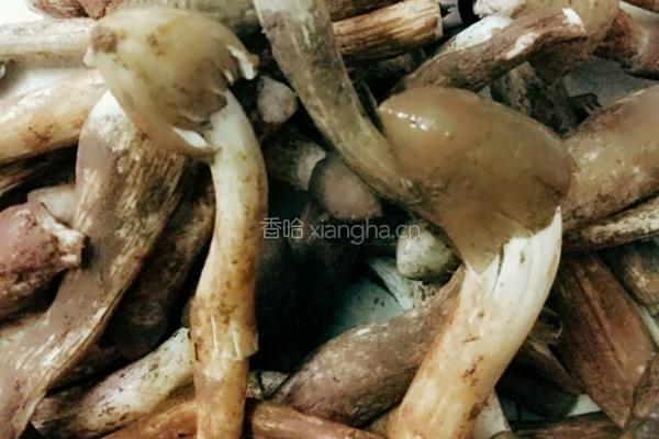 鸡枞油的做法图解1
