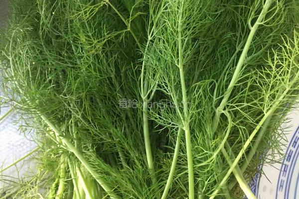 茴香扁食的做法图解1
