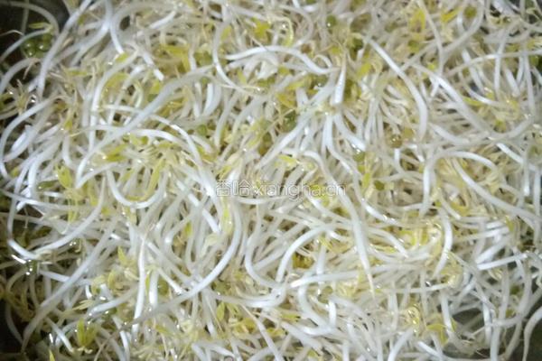 清炒豆芽的做法图解1