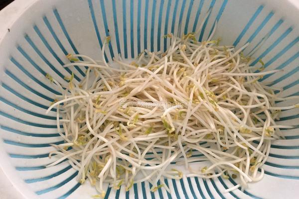 素炒绿豆芽的做法图解1