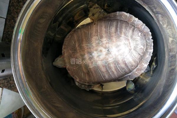 灵芝土茯苓乌龟汤的做法图解5