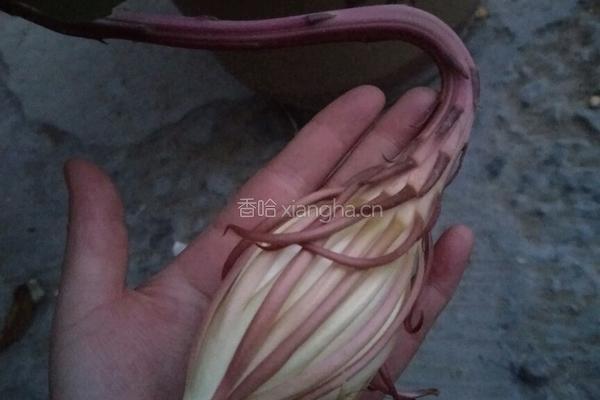 昙花鸡蛋汤的做法图解1