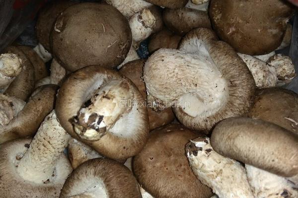 香菇酱的做法图解1