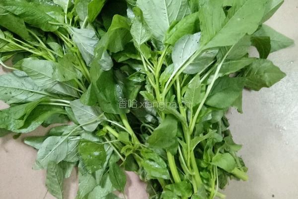 素炒苋菜的做法图解1
