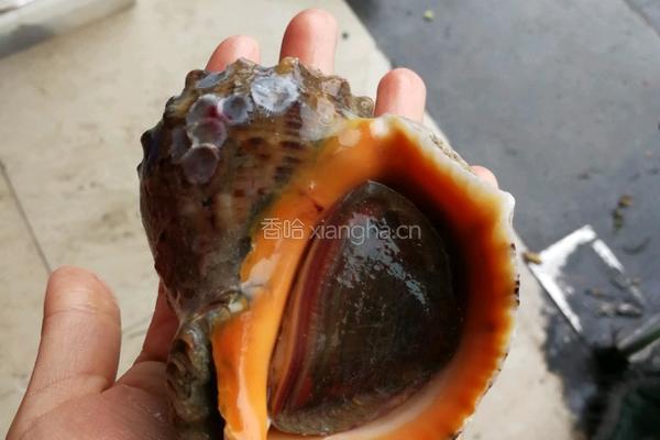辣炒海螺肉的做法图解1