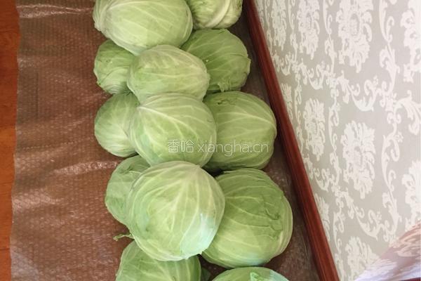圆白菜酸菜的做法图解1
